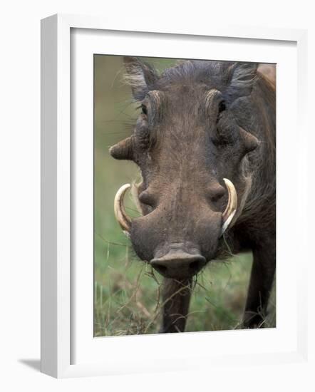 Warthog Displays Tusks, Addo National Park, South Africa-Paul Souders-Framed Photographic Print