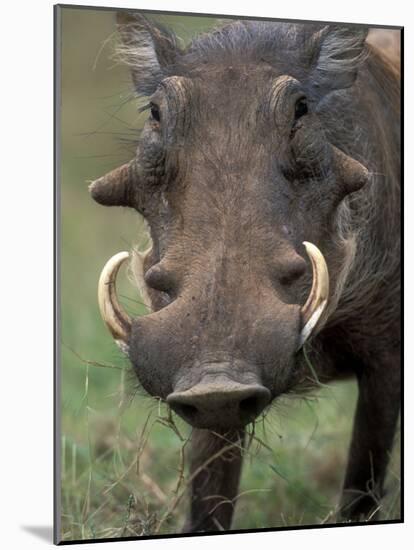 Warthog Displays Tusks, Addo National Park, South Africa-Paul Souders-Mounted Photographic Print