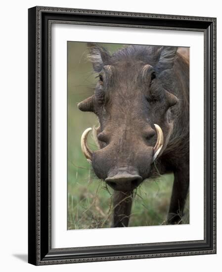 Warthog Displays Tusks, Addo National Park, South Africa-Paul Souders-Framed Photographic Print