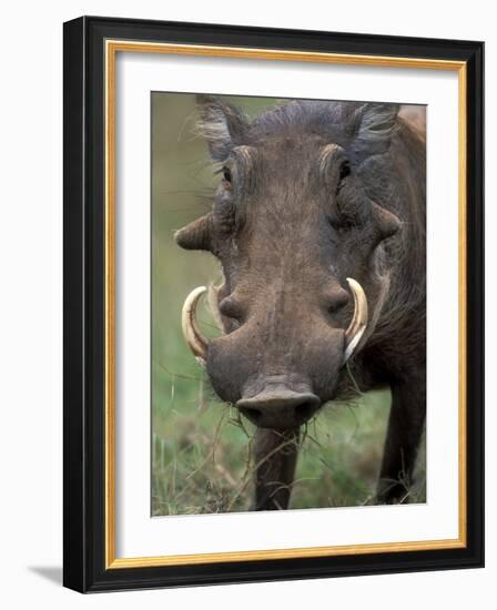 Warthog Displays Tusks, Addo National Park, South Africa-Paul Souders-Framed Photographic Print