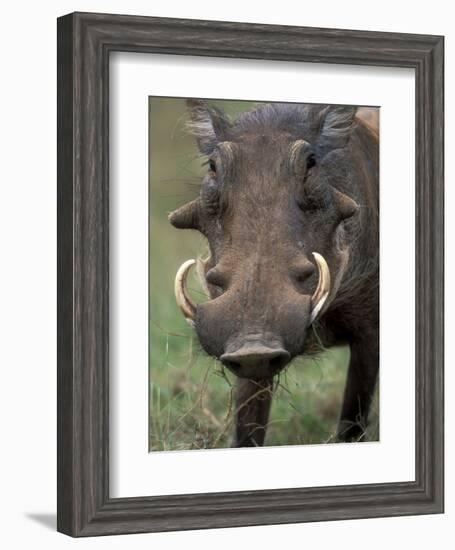 Warthog Displays Tusks, Addo National Park, South Africa-Paul Souders-Framed Photographic Print