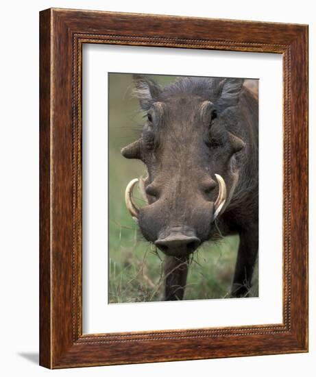 Warthog Displays Tusks, Addo National Park, South Africa-Paul Souders-Framed Photographic Print