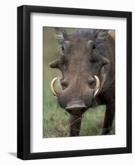 Warthog Displays Tusks, Addo National Park, South Africa-Paul Souders-Framed Photographic Print