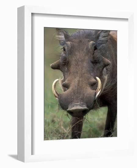 Warthog Displays Tusks, Addo National Park, South Africa-Paul Souders-Framed Photographic Print