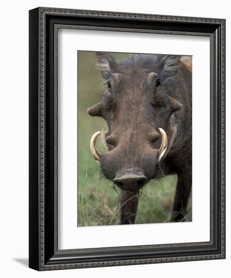 Warthog Displays Tusks, Addo National Park, South Africa-Paul Souders-Framed Photographic Print