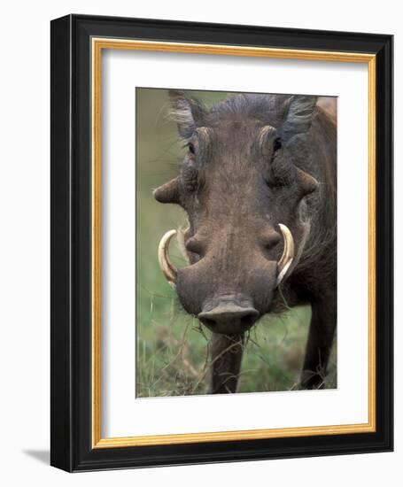 Warthog Displays Tusks, Addo National Park, South Africa-Paul Souders-Framed Photographic Print