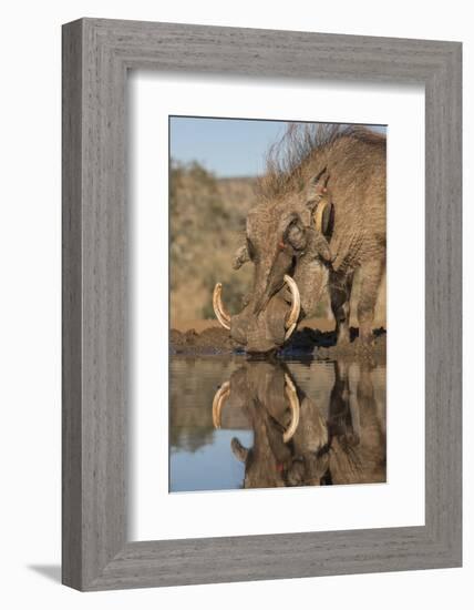 Warthog drinking, with redbilled oxpeckers, Zimanga game reserve, KwaZulu-Natal-Ann and Steve Toon-Framed Photographic Print