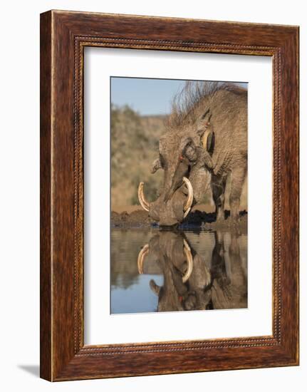 Warthog drinking, with redbilled oxpeckers, Zimanga game reserve, KwaZulu-Natal-Ann and Steve Toon-Framed Photographic Print