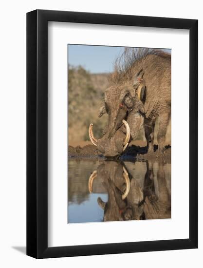 Warthog drinking, with redbilled oxpeckers, Zimanga game reserve, KwaZulu-Natal-Ann and Steve Toon-Framed Photographic Print