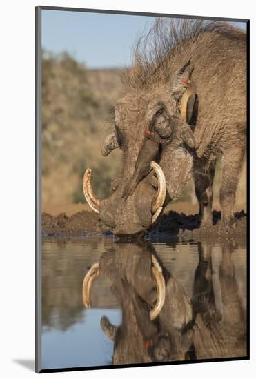 Warthog drinking, with redbilled oxpeckers, Zimanga game reserve, KwaZulu-Natal-Ann and Steve Toon-Mounted Photographic Print