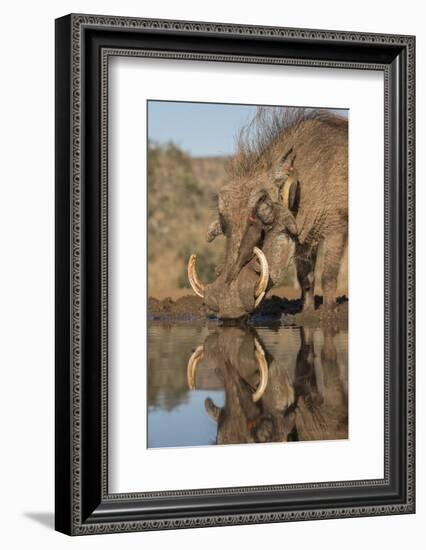 Warthog drinking, with redbilled oxpeckers, Zimanga game reserve, KwaZulu-Natal-Ann and Steve Toon-Framed Photographic Print