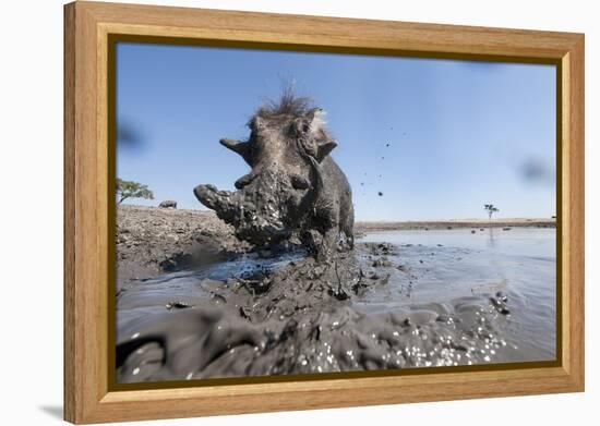 Warthog in Mud Hole, Chobe National Park, Botswana-Paul Souders-Framed Premier Image Canvas