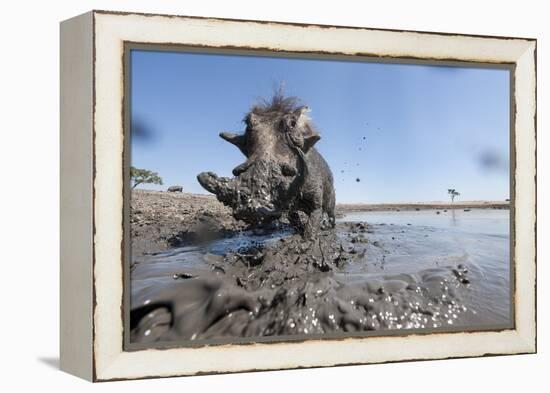 Warthog in Mud Hole, Chobe National Park, Botswana-Paul Souders-Framed Premier Image Canvas