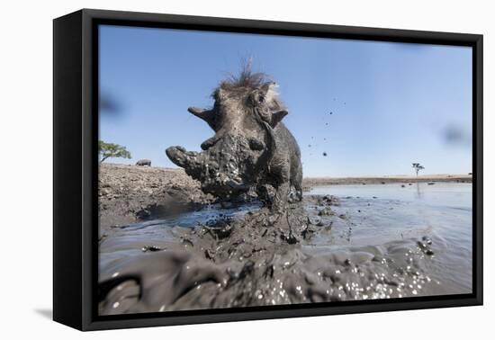 Warthog in Mud Hole, Chobe National Park, Botswana-Paul Souders-Framed Premier Image Canvas