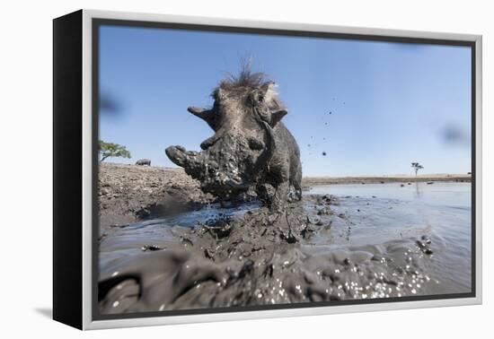 Warthog in Mud Hole, Chobe National Park, Botswana-Paul Souders-Framed Premier Image Canvas