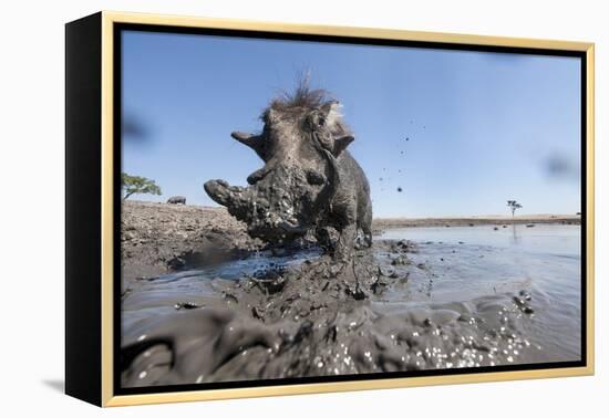 Warthog in Mud Hole, Chobe National Park, Botswana-Paul Souders-Framed Premier Image Canvas