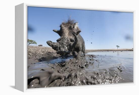 Warthog in Mud Hole, Chobe National Park, Botswana-Paul Souders-Framed Premier Image Canvas