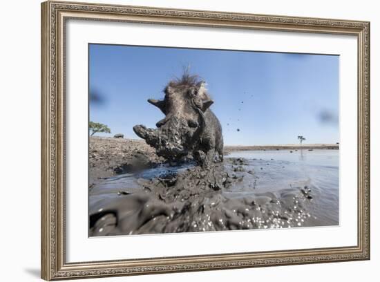 Warthog in Mud Hole, Chobe National Park, Botswana-Paul Souders-Framed Photographic Print