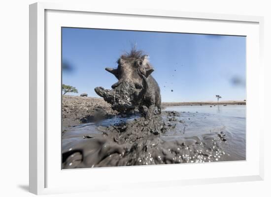 Warthog in Mud Hole, Chobe National Park, Botswana-Paul Souders-Framed Photographic Print