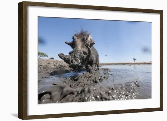 Warthog in Mud Hole, Chobe National Park, Botswana-Paul Souders-Framed Photographic Print