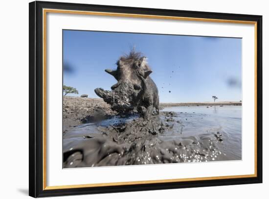 Warthog in Mud Hole, Chobe National Park, Botswana-Paul Souders-Framed Photographic Print