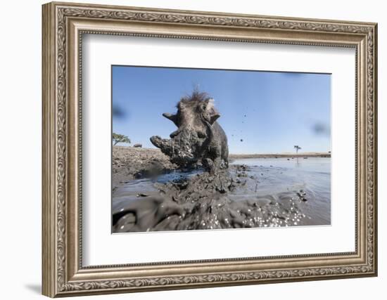 Warthog in Mud Hole, Chobe National Park, Botswana-Paul Souders-Framed Photographic Print