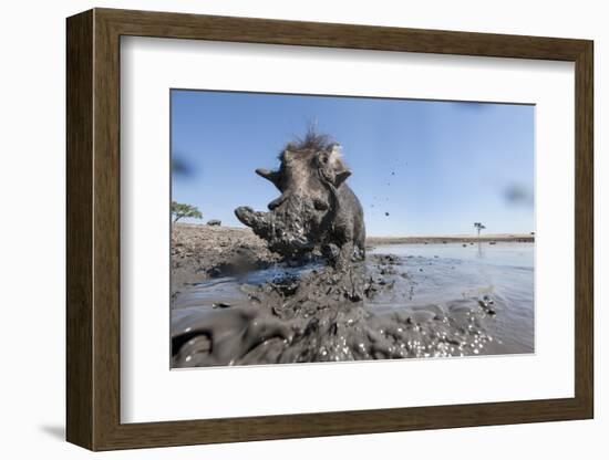 Warthog in Mud Hole, Chobe National Park, Botswana-Paul Souders-Framed Photographic Print