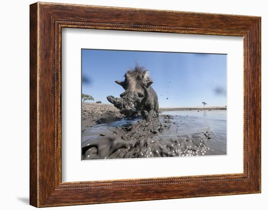 Warthog in Mud Hole, Chobe National Park, Botswana-Paul Souders-Framed Photographic Print