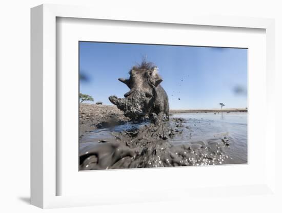 Warthog in Mud Hole, Chobe National Park, Botswana-Paul Souders-Framed Photographic Print