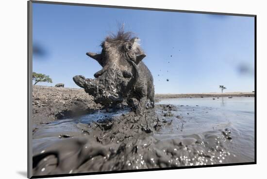 Warthog in Mud Hole, Chobe National Park, Botswana-Paul Souders-Mounted Photographic Print