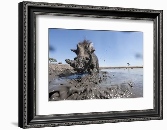 Warthog in Mud Hole, Chobe National Park, Botswana-Paul Souders-Framed Photographic Print