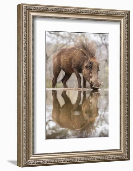 Warthog male (Phacochoerus africanus) drinking, Zimanga game reserve, KwaZulu-Natal, South Africa, -Ann and Steve Toon-Framed Photographic Print