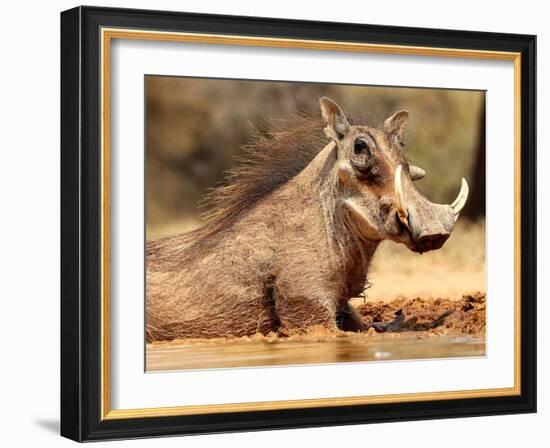 Warthog, Mount Etjo Namibia, 2018-Eric Meyer-Framed Photographic Print