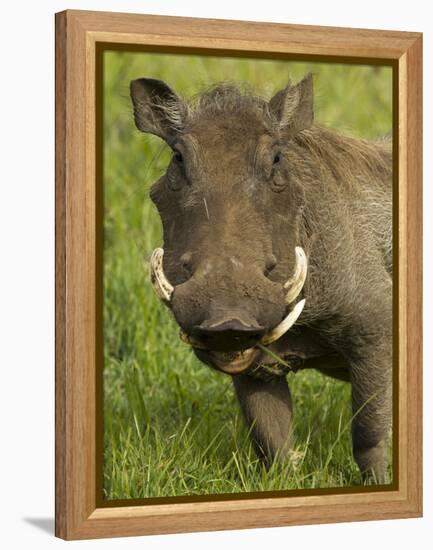 Warthog, Ngorongoro Crater, Serengeti National Park, Tanzania-Joe & Mary Ann McDonald-Framed Premier Image Canvas