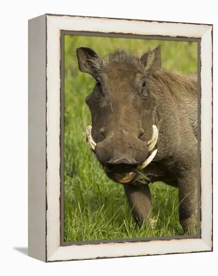 Warthog, Ngorongoro Crater, Serengeti National Park, Tanzania-Joe & Mary Ann McDonald-Framed Premier Image Canvas