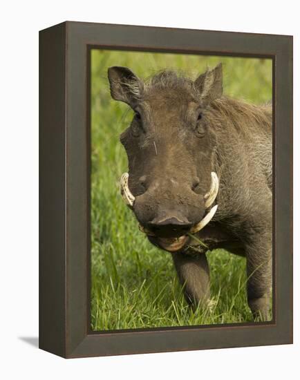 Warthog, Ngorongoro Crater, Serengeti National Park, Tanzania-Joe & Mary Ann McDonald-Framed Premier Image Canvas