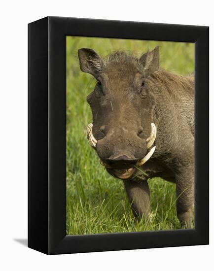 Warthog, Ngorongoro Crater, Serengeti National Park, Tanzania-Joe & Mary Ann McDonald-Framed Premier Image Canvas