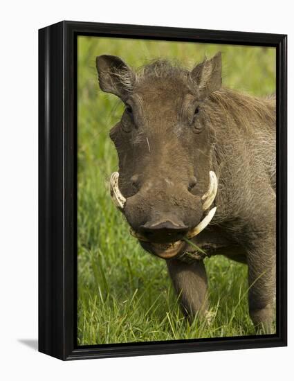 Warthog, Ngorongoro Crater, Serengeti National Park, Tanzania-Joe & Mary Ann McDonald-Framed Premier Image Canvas