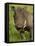 Warthog, Ngorongoro Crater, Serengeti National Park, Tanzania-Joe & Mary Ann McDonald-Framed Premier Image Canvas