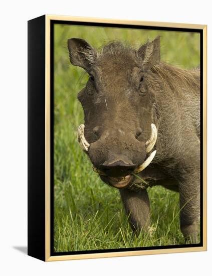 Warthog, Ngorongoro Crater, Serengeti National Park, Tanzania-Joe & Mary Ann McDonald-Framed Premier Image Canvas