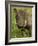 Warthog, Ngorongoro Crater, Serengeti National Park, Tanzania-Joe & Mary Ann McDonald-Framed Photographic Print