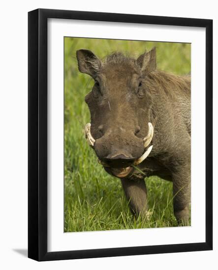 Warthog, Ngorongoro Crater, Serengeti National Park, Tanzania-Joe & Mary Ann McDonald-Framed Photographic Print