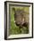 Warthog, Ngorongoro Crater, Serengeti National Park, Tanzania-Joe & Mary Ann McDonald-Framed Photographic Print