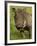 Warthog, Ngorongoro Crater, Serengeti National Park, Tanzania-Joe & Mary Ann McDonald-Framed Photographic Print