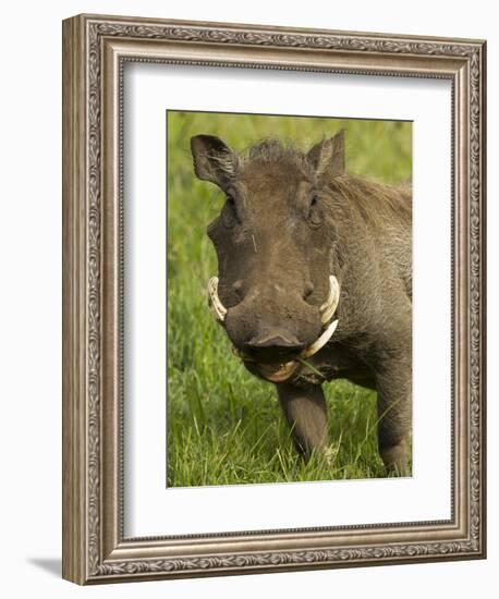 Warthog, Ngorongoro Crater, Serengeti National Park, Tanzania-Joe & Mary Ann McDonald-Framed Photographic Print