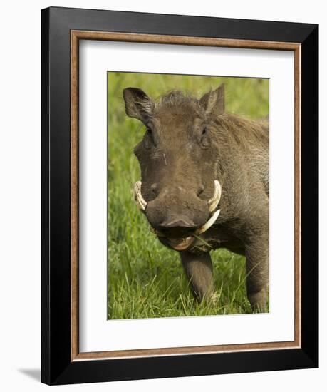 Warthog, Ngorongoro Crater, Serengeti National Park, Tanzania-Joe & Mary Ann McDonald-Framed Photographic Print