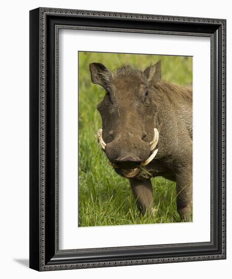 Warthog, Ngorongoro Crater, Serengeti National Park, Tanzania-Joe & Mary Ann McDonald-Framed Photographic Print