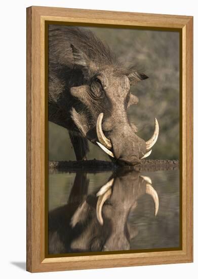 Warthog (Phacochoerus Aethiopicus), at Water, Mkhuze Game Reserve, Kwazulu-Natal, South Africa-Ann & Steve Toon-Framed Premier Image Canvas