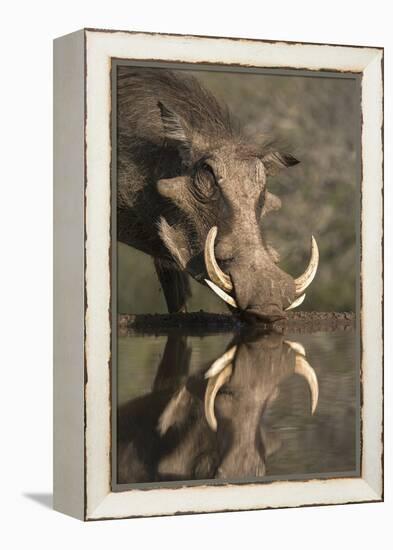 Warthog (Phacochoerus Aethiopicus), at Water, Mkhuze Game Reserve, Kwazulu-Natal, South Africa-Ann & Steve Toon-Framed Premier Image Canvas