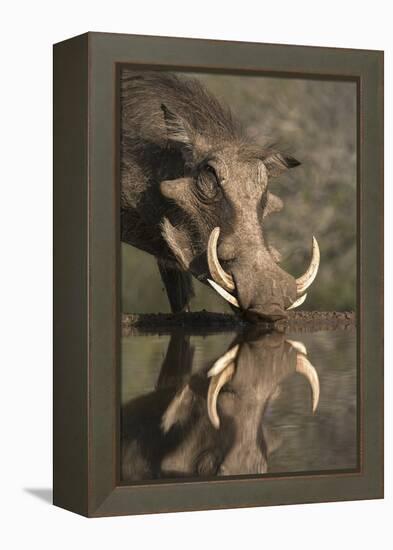 Warthog (Phacochoerus Aethiopicus), at Water, Mkhuze Game Reserve, Kwazulu-Natal, South Africa-Ann & Steve Toon-Framed Premier Image Canvas